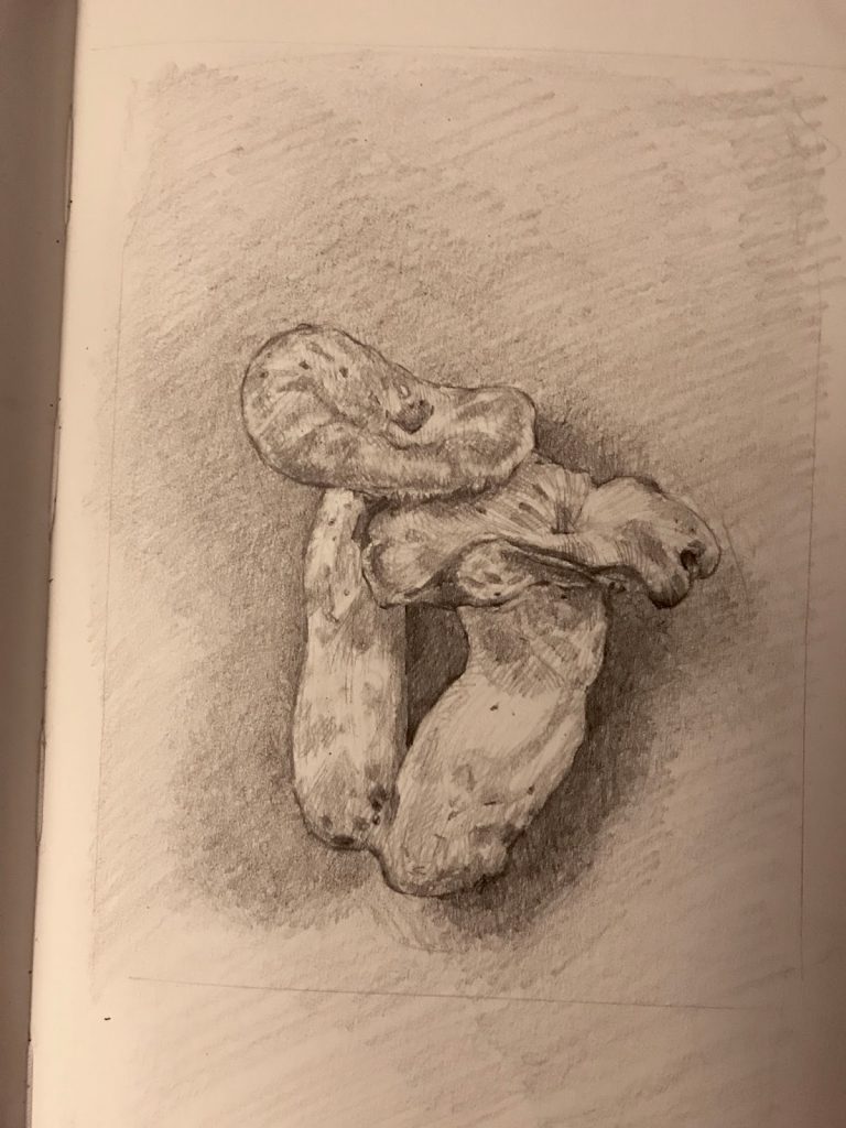 sketch of hedgehog mushrooms